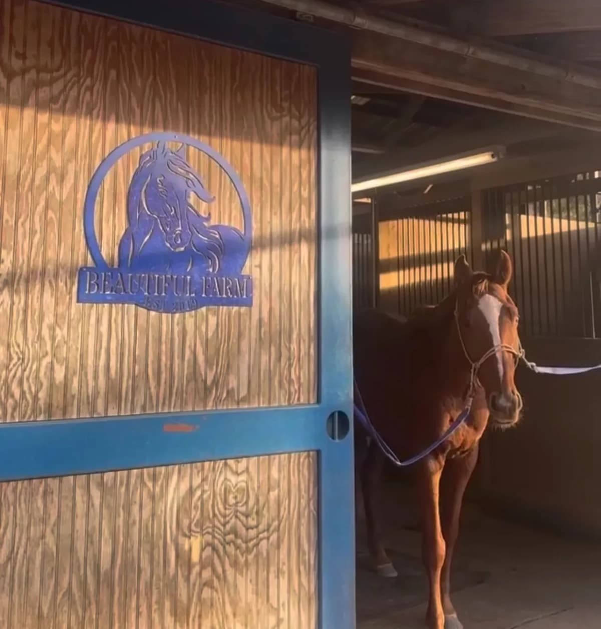 Inside BEAUtiful Farm: The Rockaway NJ Horse Rescue That Heals Animals, Kids, and Grown-Ups Alike