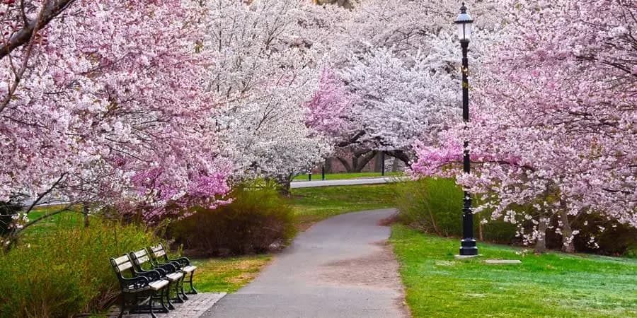 The Cherry Blossom 10K Run: NJ’s Most Stunning Race (and Why You Need to Be There)